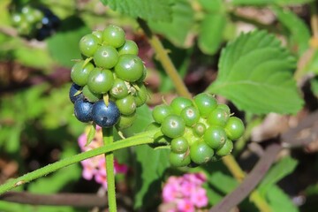 Beautiful Lantana flowers seeds in Florida nature, closeup