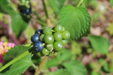 Beautiful Lantana flowers seeds in Florida nature, closeup