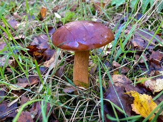 orange cap boletus