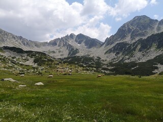 Fototapeta na wymiar alpine meadow in the mountains