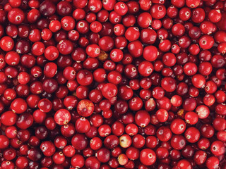 Ripe red appetizing just picked cranberry lingonberries on a solid background selective focus