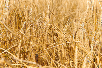 Barley ears on field. Barley field before harvest. Selective focus.
