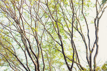 branches of a tree