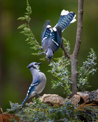 two blue jay perched on a branch - obrazy, fototapety, plakaty