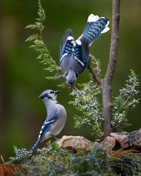 two blue jay perched on a branch