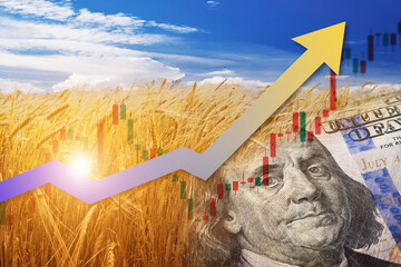 Wheat field next to US dollar bill and rising arrow and stock chart. Wheat commodity price...
