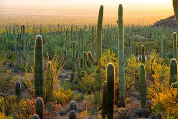 Scenic 4K View: Saguaro Cactus in the Tucson, Arizona, National Park Landscape with Mountain and Sun