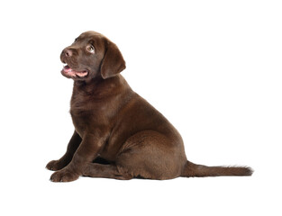 Cute chocolate Labrador Retriever puppy on white background