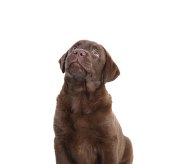 Cute chocolate Labrador Retriever puppy on white background