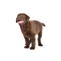 Cute chocolate Labrador Retriever puppy on white background