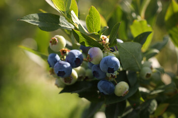 Wild blueberries growing outdoors, closeup. Seasonal berries