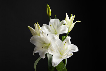 Naklejka na ściany i meble Beautiful white lily flowers on black background