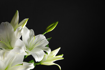 Obraz premium Beautiful white lily flowers on black background, space for text