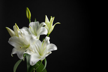 Beautiful white lily flowers on black background, space for text