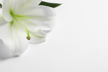 Beautiful lily flower on white background, closeup. Space for text