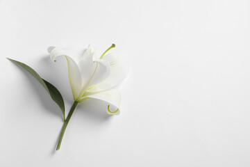 Beautiful lily flower on white background, top view. Space for text
