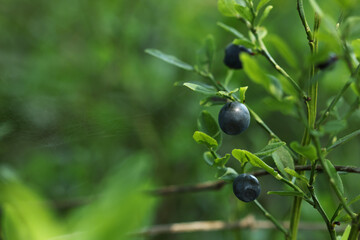 Ripe bilberries growing in forest, closeup. Space for text