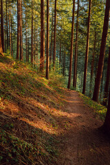 Obraz premium Golden hour in the forest. 