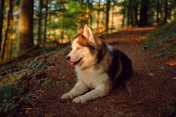 Dog Siberian Brawn  Husky poses and enjoy the sun light in the forest. 