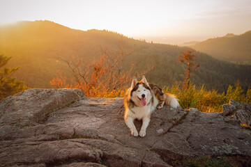 Amazing Husky Dog Siberian smile and enjoy the sunset on the Mountains. 