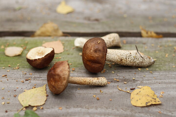 Fresh edible forest mushrooms on a wooden table with moss.