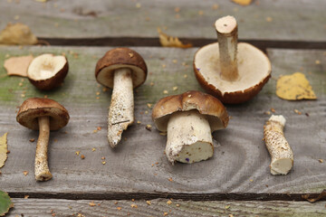 Natural forest mushrooms on a wooden table.