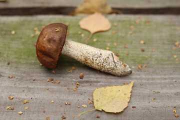 One edible mushroom with a brown cap on a wooden table with moss.