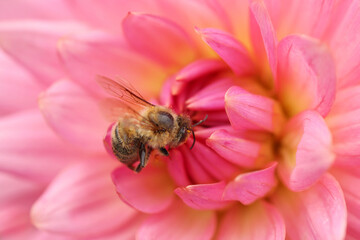 Honeybee collecting pollen from beautiful flower, closeup