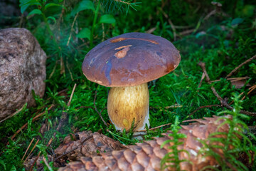 Steinpilz