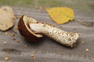 A small edible forest mushroom with a broken cap.