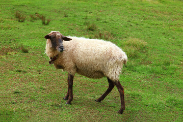 A Suffolk sheep on the farm