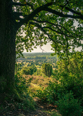 Fototapeta premium Lüneburger Heide, Wilsede
