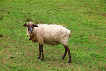 A Suffolk sheep on the farm