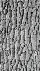 Bark of an oak, showcasing it's structure.