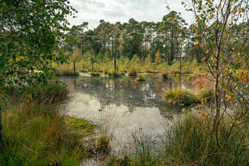 Pietzmoor, Schneverdingen