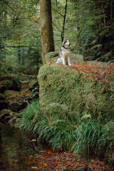 Dog Siberian Brawn  Husky  enjoy the forest. 