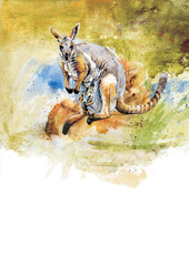 Adult kangaroo with kangaroo baby.
Watercolor illustration