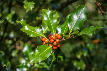 Stechpalme, Lüneburger Heide, Wilsede