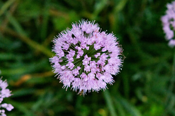 flower of a thistle