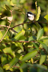 Adult Coal Tit UK (periparus ater) perched in a garden shrub - Yorkshire, UK in October