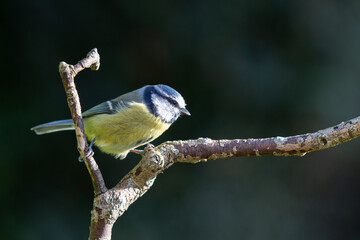 Blue Tit (Cyanistes caeruleus) perched on a branch in Autumn evening light, dark background - Yorkshire, UK in October