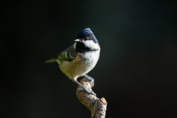 Atmospheric Adult Coal Tit UK (periparus ater) perched on a branch  with a dark background - Yorkshire, UK in Autumn