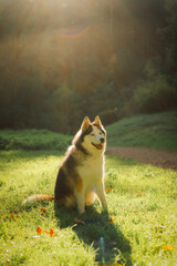 Dog Siberian Brawn  Husky poses and walking in the forest in a beautiful sunny day. 