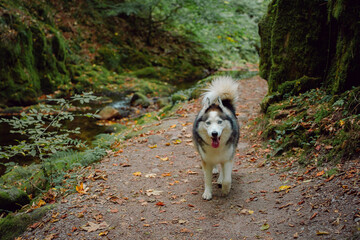 Naklejka na ściany i meble Dog Siberian Brawn Husky enjoy the forest. 
