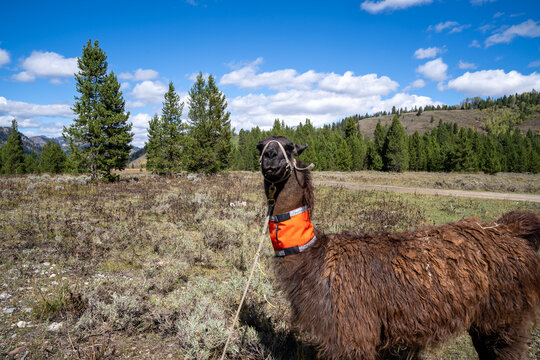 Pack llama at a mule deer hunting camp in Wyoming, looking at camera