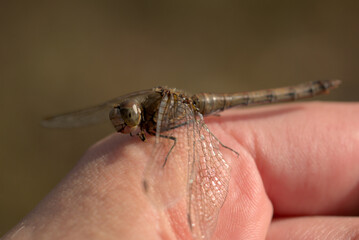Common darter dragonfly resting on a hand 