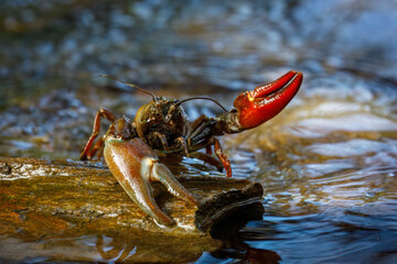 Signal crayfish, Pacifastacus leniusculus, climbs on stone in water at river bank. North American...