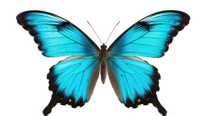butterfly on a transparent background 
