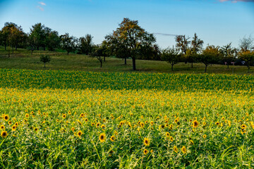 Sonnenblumenfeld