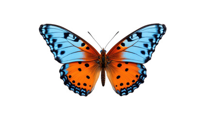 butterfly on a transparent background